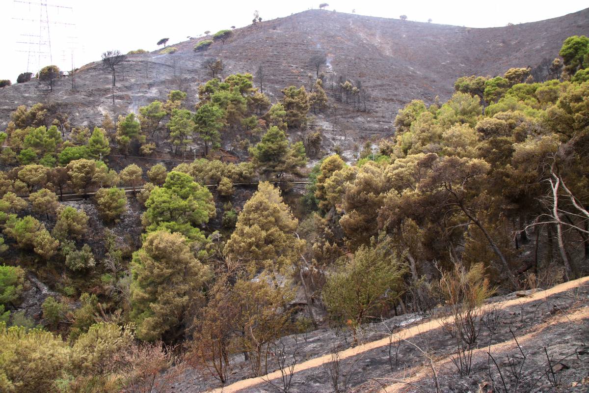 Controlat l’incendi de Collserola que ha afectat 54 hectàrees