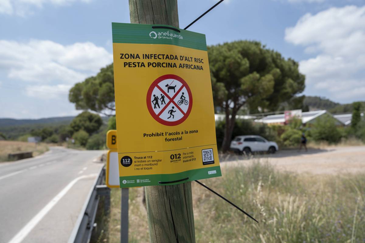 Un estudi del CISA reforça la hipòtesi que el brot de PPA va arribar a Catalunya a través de l'activitat humana