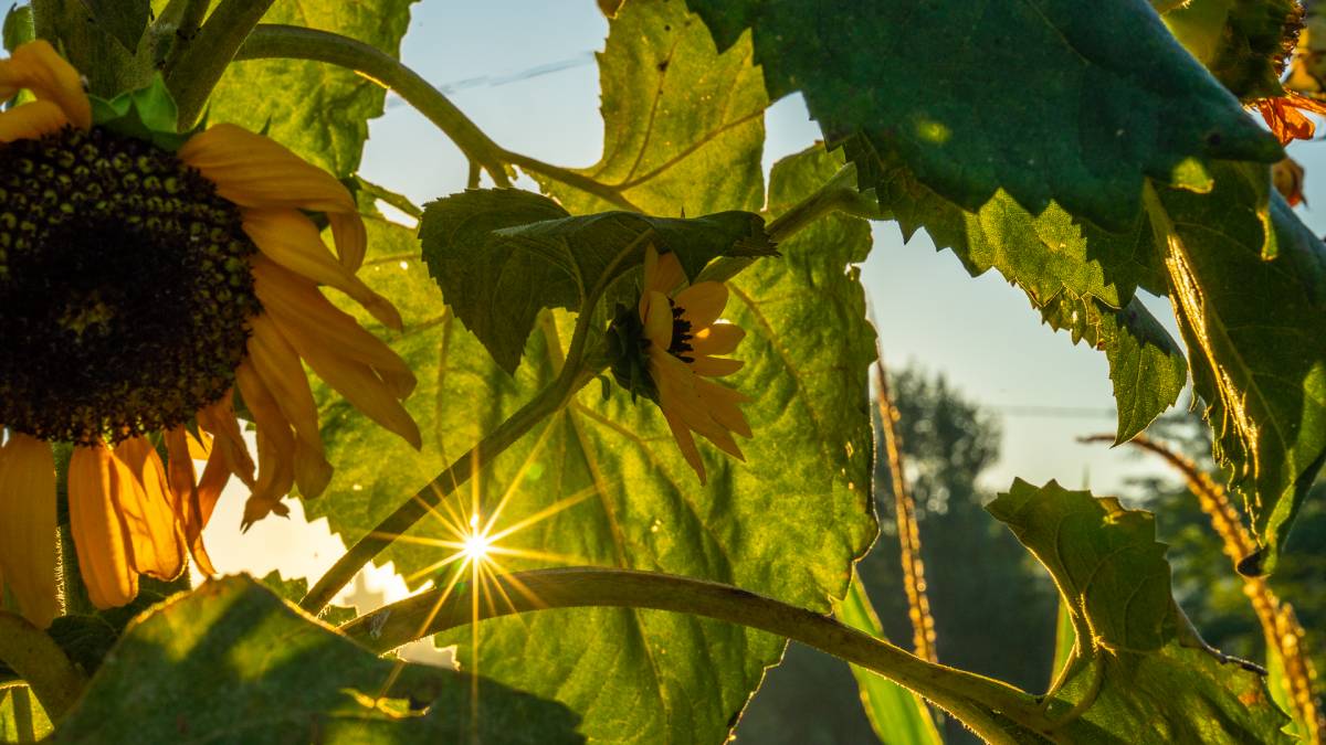 El temps d'aquest dilluns: sol i ruixats dispersos al nord