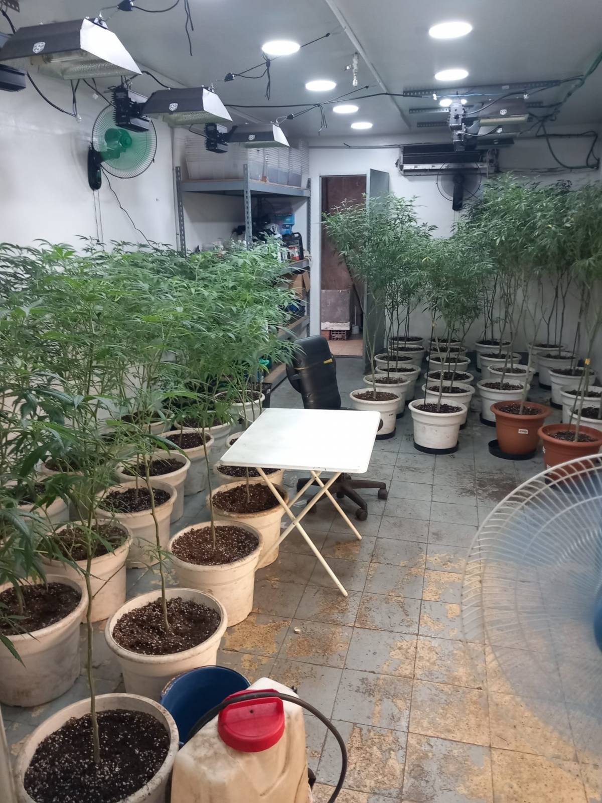 Detinguts dos homes de 72 i 38 anys per cultivar marihuana en un local d’una empresa de Ripollet