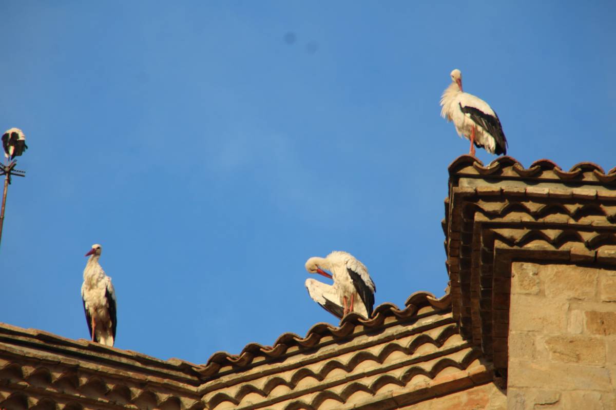 Centenars de cigonyes han fet parada a Solsona
