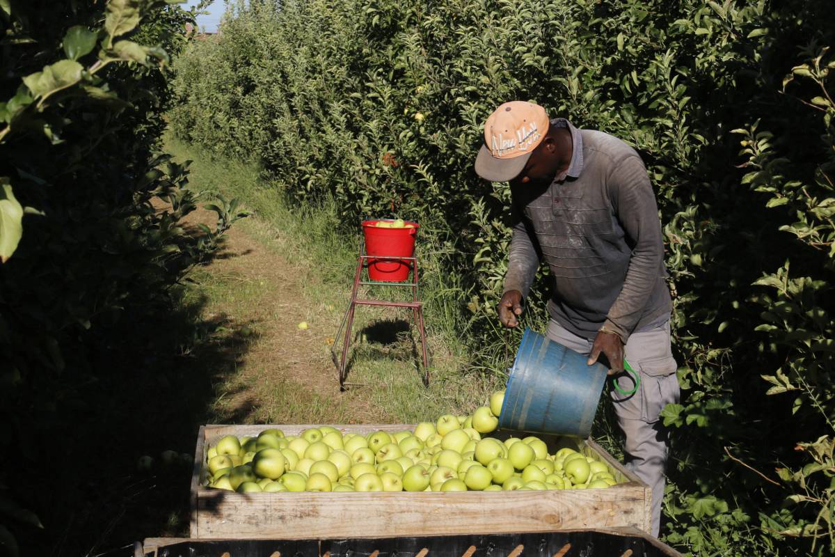 La calor avança la collita de la poma Golden a Ponent entre cinc i set dies