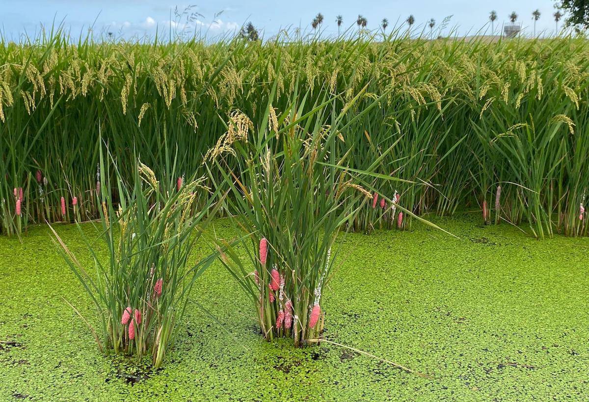 Alerta al Delta de l'Ebre: La plaga del caragol maçana s'escampa per tot