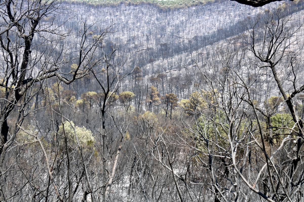 Sanció de 300.000 euros a l'empresa de l'operari que va provocar l'incendi de les Gavarres