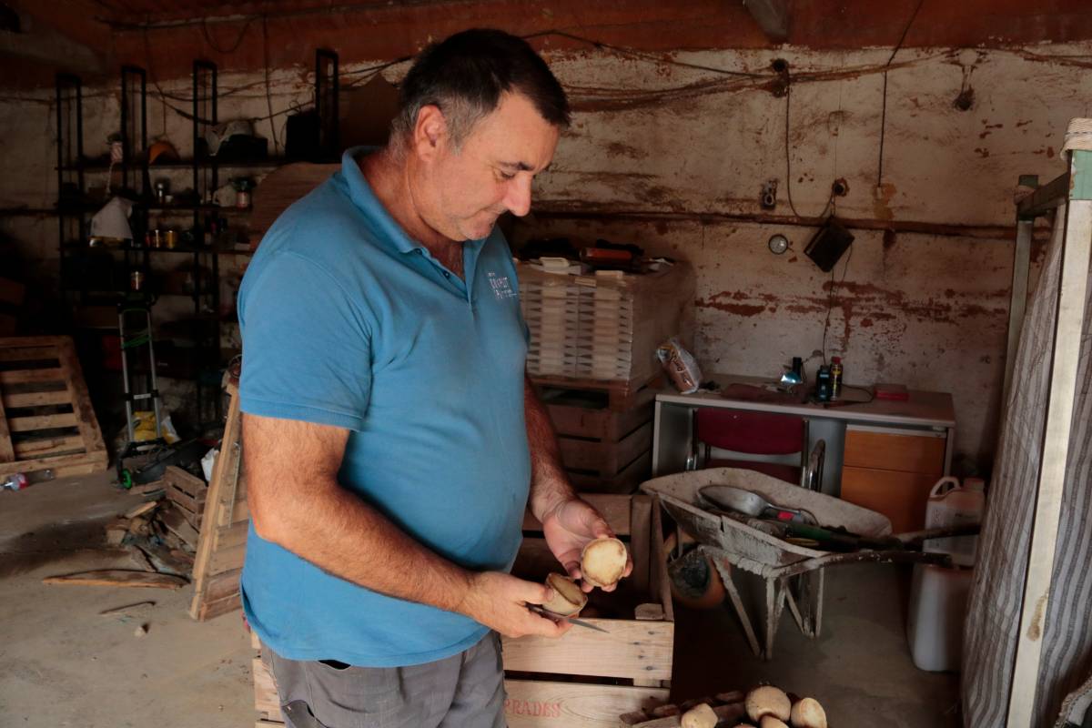 La calor fa perdre fins al 60% de la collita de la Patata IGP de Prades