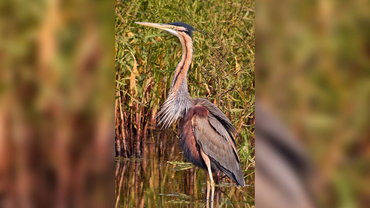 Els Aiguamolls de l'Empordà assoleixen una xifra rècord d'agró roig