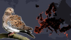 On són els ocells a Europa en cada moment? Ja és possible saber-ho