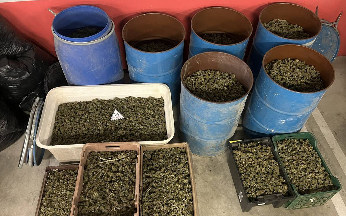 Desmantellat un assecador de marihuana amb 620 quilos de cabdells a Cabra del Camp
