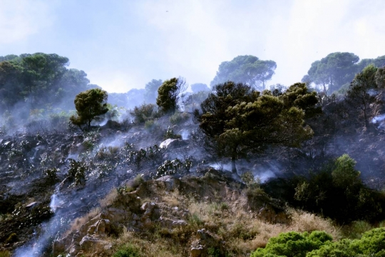 Estabilitzat l'incendi que ha cremat una zona de matolls a Montjuïc