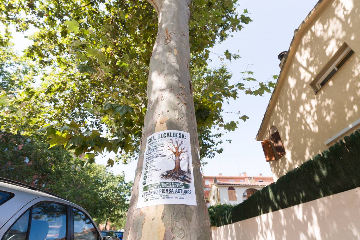 Sant Julià es planta davant dels plàtans: 