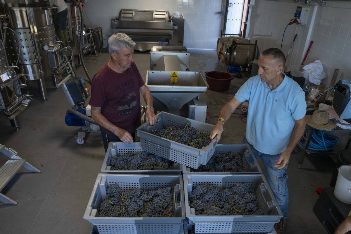 El vi Terrassenc des de dins: així s'elabora la segona anyada a Can Font de Gaià