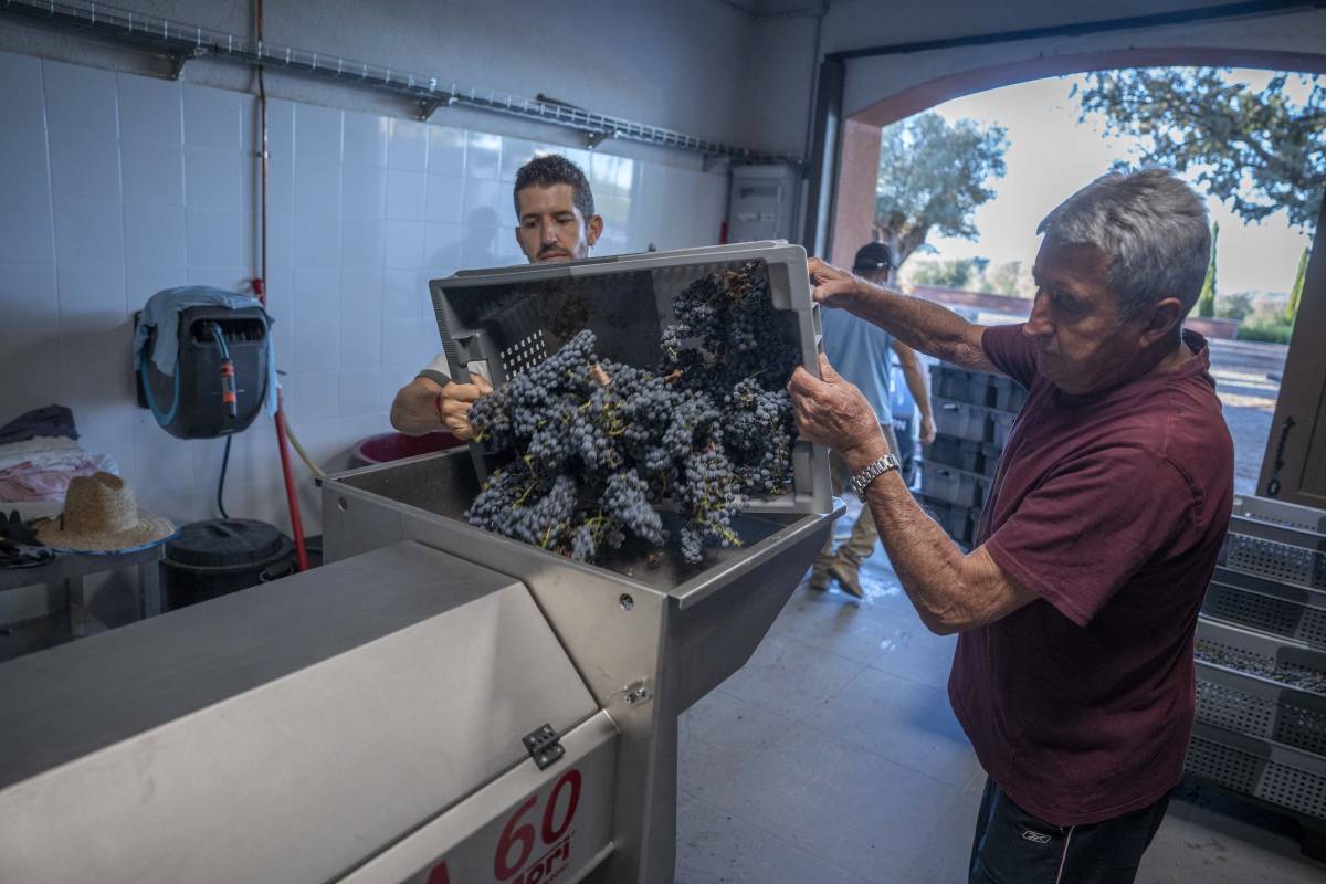 Premsat del raïm per fer el vi Terrassenc a la finca de Font de Gaià - Nebridi Aróztegui Premsat del raïm per fer el vi Terrassenc a la finca de Font de Gaià