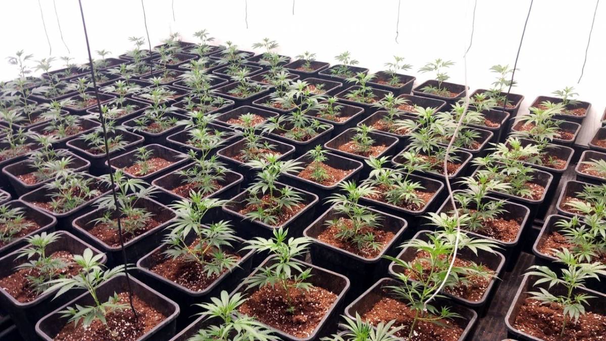 Sis detinguts a Badia per tràfic de drogues i relacionats amb el tiroteig sense ferits del 17 d'agost