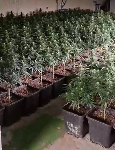 Plantes de marihuana a Cardedeu. - Mossos d`Esquadra Plantes de marihuana a Cardedeu.