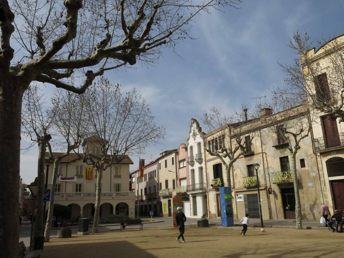 Un detingut i més de 900 plantes de marihuana a Cardedeu