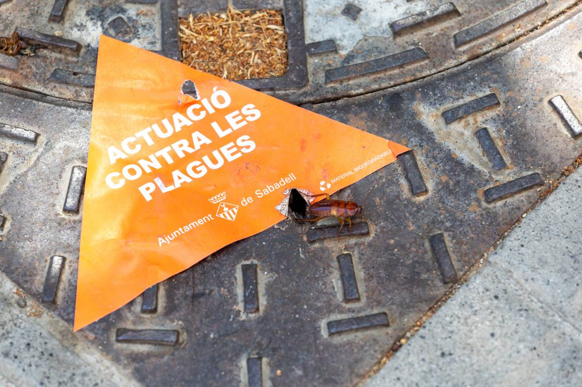Veïns de Sabadell reclamen més prevenció davant l’augment de plagues: "No s'acaba mai..."