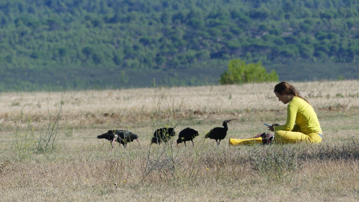 Els ibis ermitans que van arribar a l`aeròdrom d`Ordis - Cedida per la Fundació Alive Els ibis ermitans que van arribar a l`aeròdrom d`Ordis