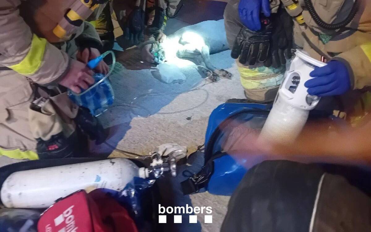 Incendi en un habitatge de Tortosa: els Bombers rescaten un gos inconscient del terrat