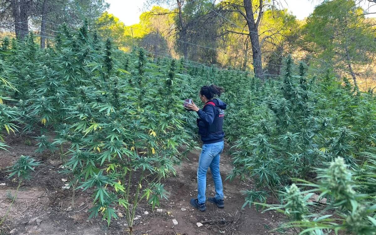 Els Mossos intervenen marihuana per valor de més de 3,2 milions d’euros a Vilalba dels Arcs