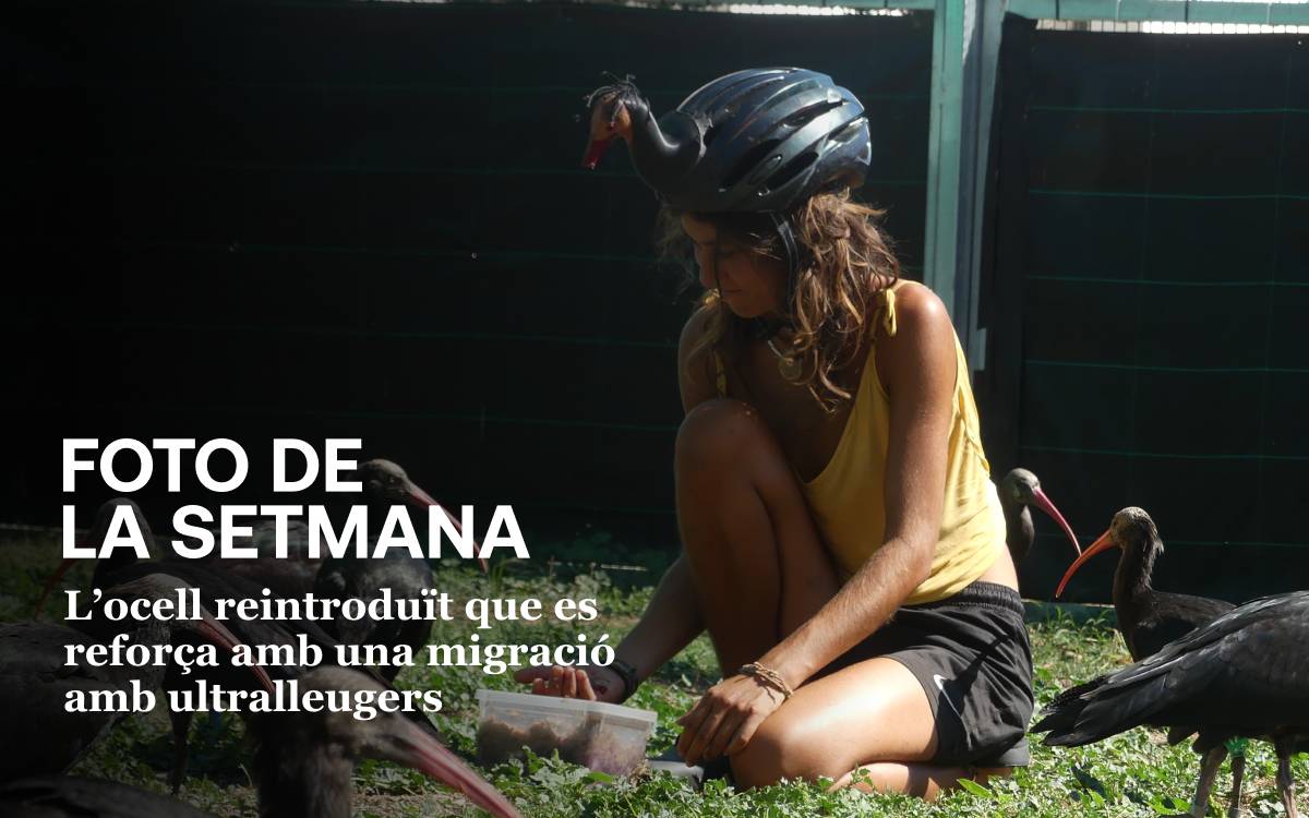 Foto de la setmana: l’ocell reintroduït a Catalunya que es reforça amb una migració amb ultralleugers - Cedida a Nació Foto de la setmana: l’ocell reintroduït a Catalunya que es reforça amb una migració amb ultralleugers