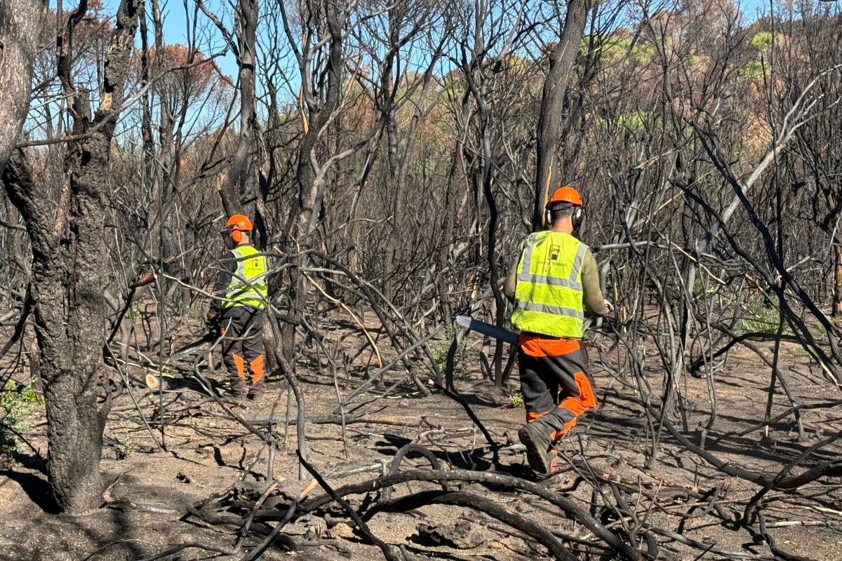 Les Gavarres comencen a recuperar-se després de l'incendi amb la tala d'arbres morts