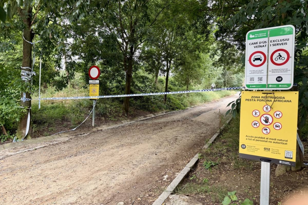 El Govern anuncia la «darrera fase» de l'eliminació de senglars a Collserola
