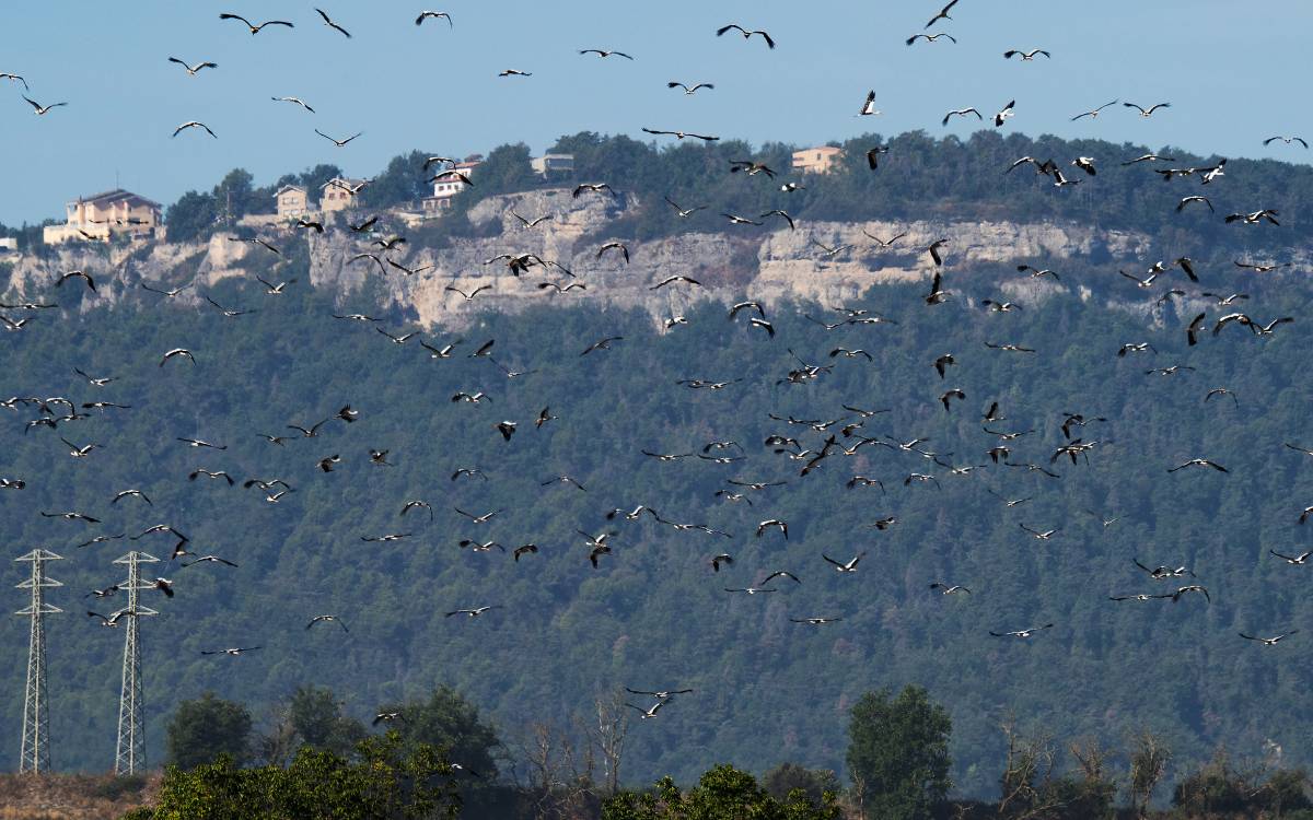 Els darrers compassos de l`estiu a Osona i el Lluçanès: les cigonyes marxen cap al sud tot passant per la Gleva.