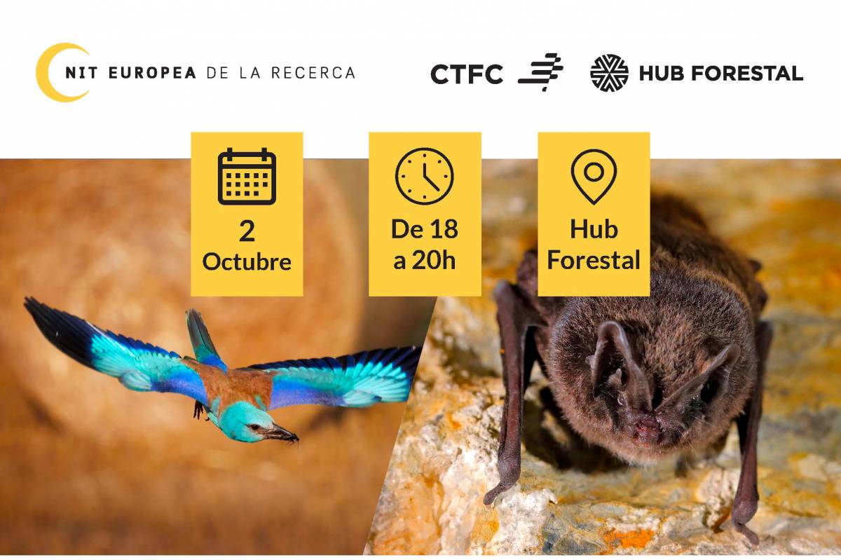 El CTFC i el Hub Forestal organitzen un taller de caixes niu per al gaig blau i ratpenats a Olius