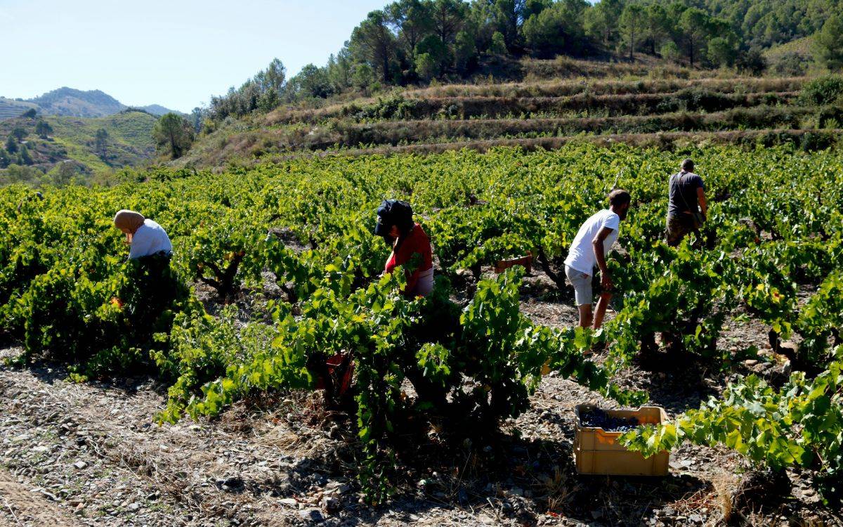La DOQ Priorat i la DO Montsant tanquen una verema amb menys producció per la calor, però de major qualitat