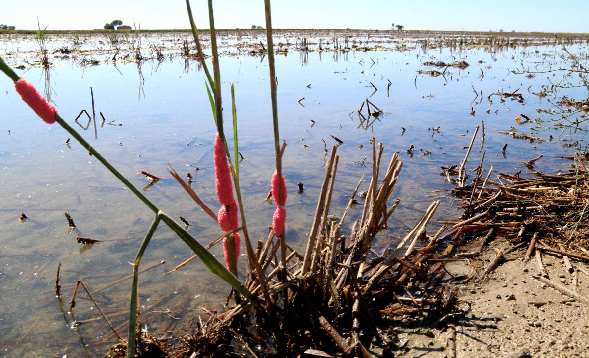 El caragol maçana s’estén i amenaça més del 70% dels arrossars de l’hemidelta dret de l'Ebre