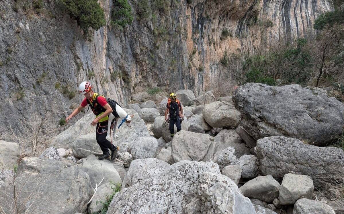 Rescaten dos gossos atrapats en una zona de difícil accés als Ports