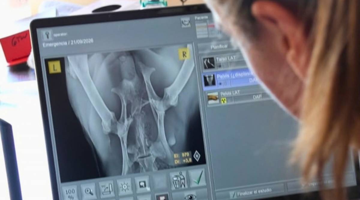 Un nou equip de raigs X al Zoo del Pirineu permet diagnosticar fauna salvatge ferida sense haver-la de traslladar