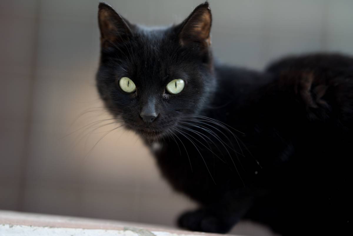 Terrassa torna a suspendre les adopcions de gats negres per Halloween: “Ens és igual que ens diguin friquis”