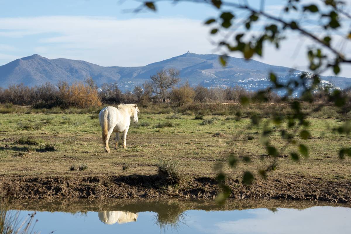 parc natural dels Aiguamolls de l`Empordà - Generalitat parc natural dels Aiguamolls de l`Empordà