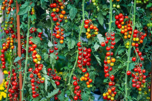 IDP desenvoluparà el bessó digital d’un sistema robòtic per collir tomàquets cherry