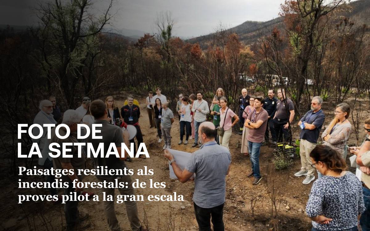 Paisatges resilients als incendis forestals: de les proves pilot a la gran escala