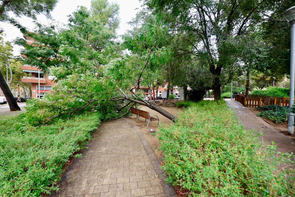 Un arbre caigut a la plaça del Taulí - JUANMA PELÁEZ Un arbre caigut a la plaça del Taulí