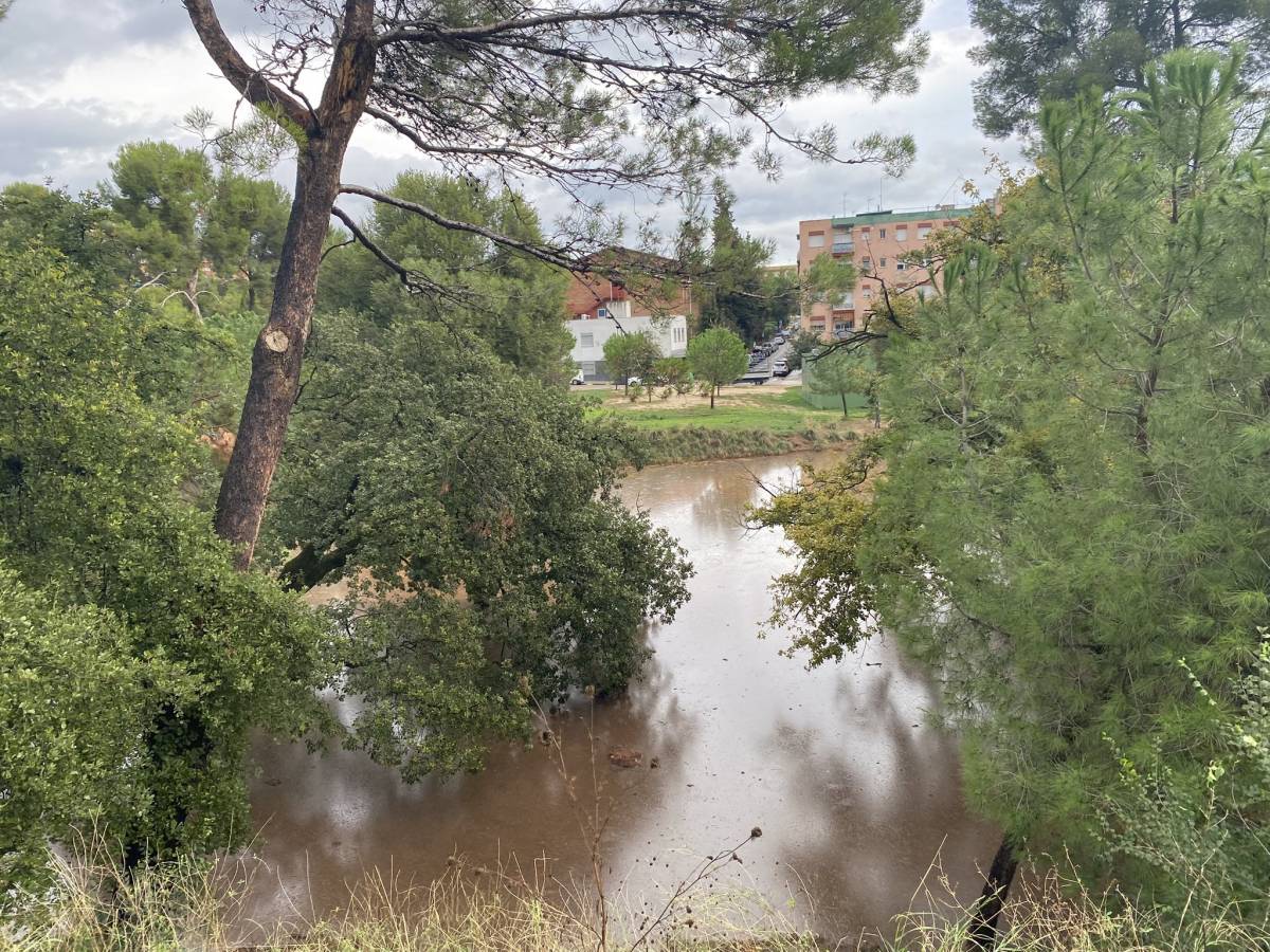 El Bosc de La Concòrdia aquest matí  - CEDIDA