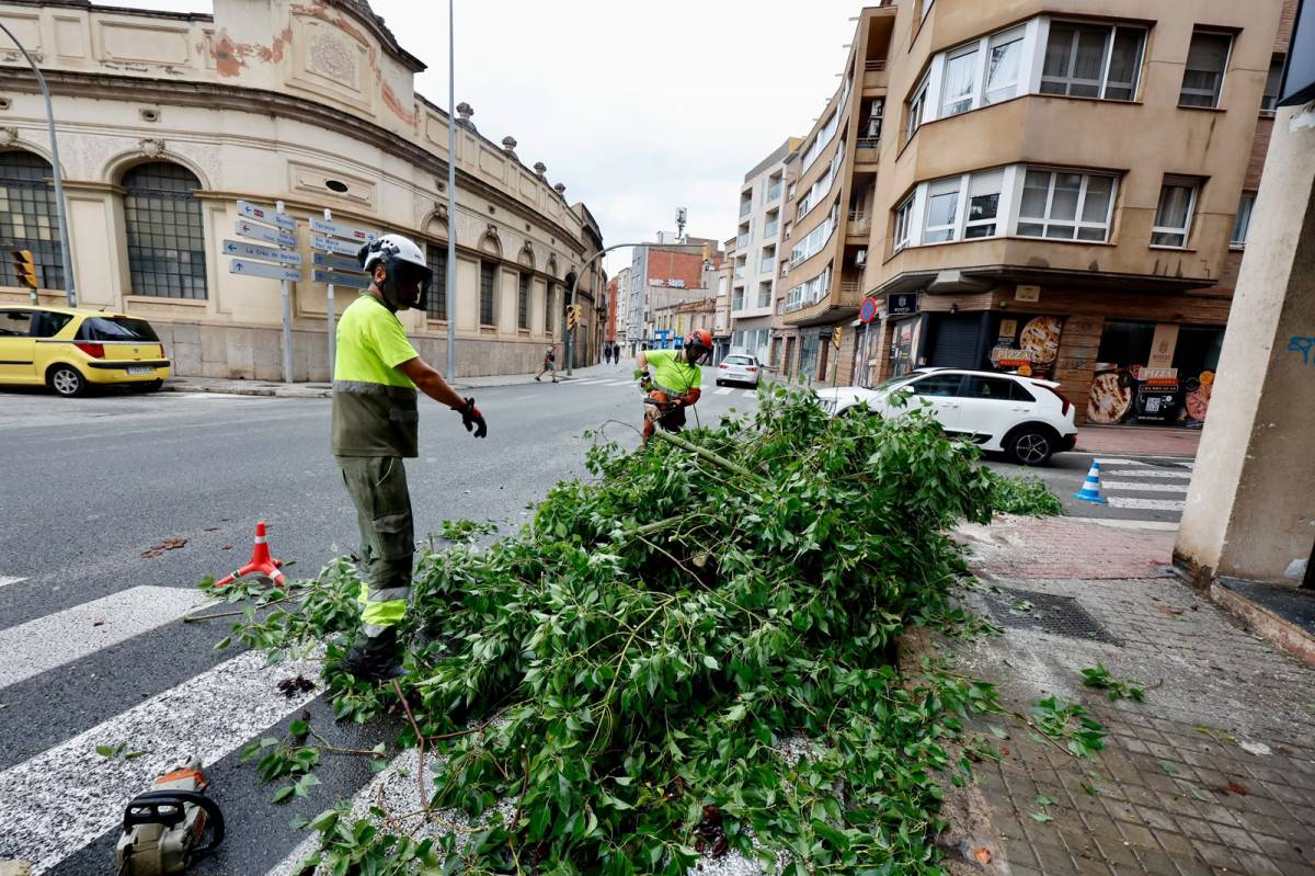 Un dels arbres caiguts per les pluges  - JUANMA PELÁEZ