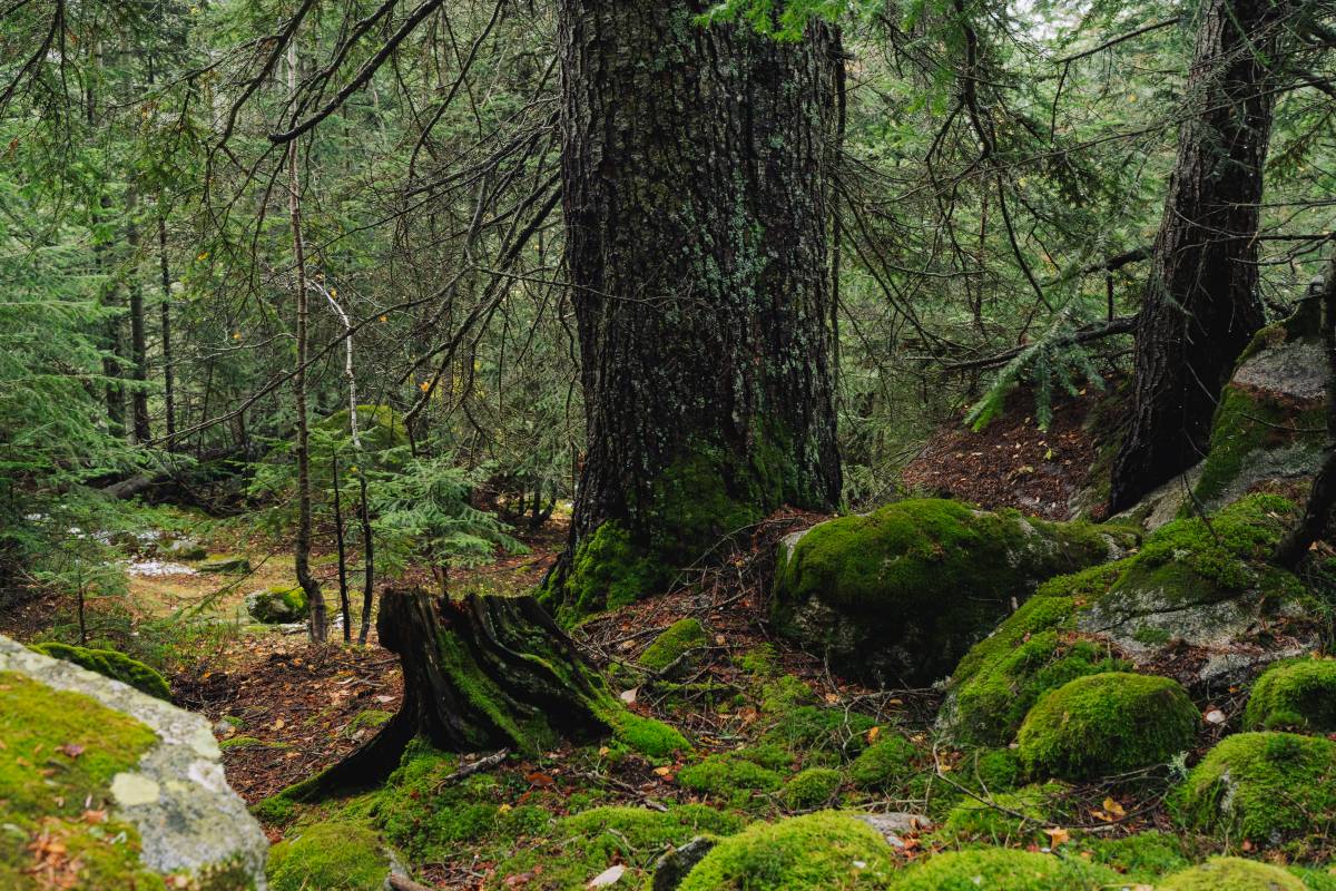 El parc nacional d'Aigüestortes és un autèntic tresor de boscos madurs - Galdric Mossoll / CREAF