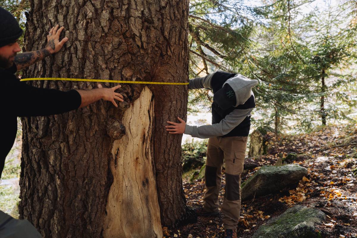 Un investigador analitzant un arbre de grans dimensions - Galdric Mossoll / CREAF