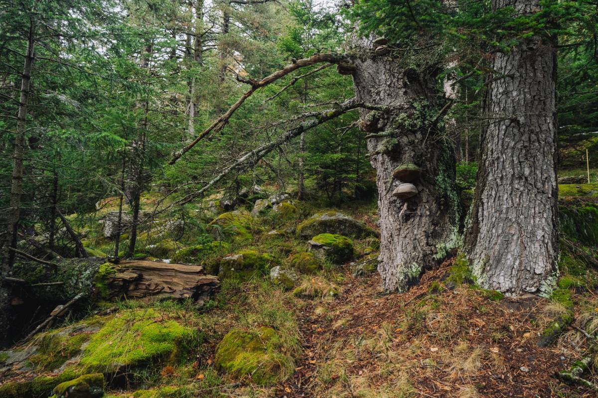 Un bosc madur del parc nacional d'Aigüestortes - Galdric Mossoll / CREAF