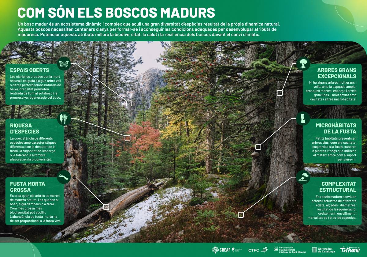 Infografia sobre els boscos madurs - Cedida pel CREAF Infografia sobre els boscos madurs