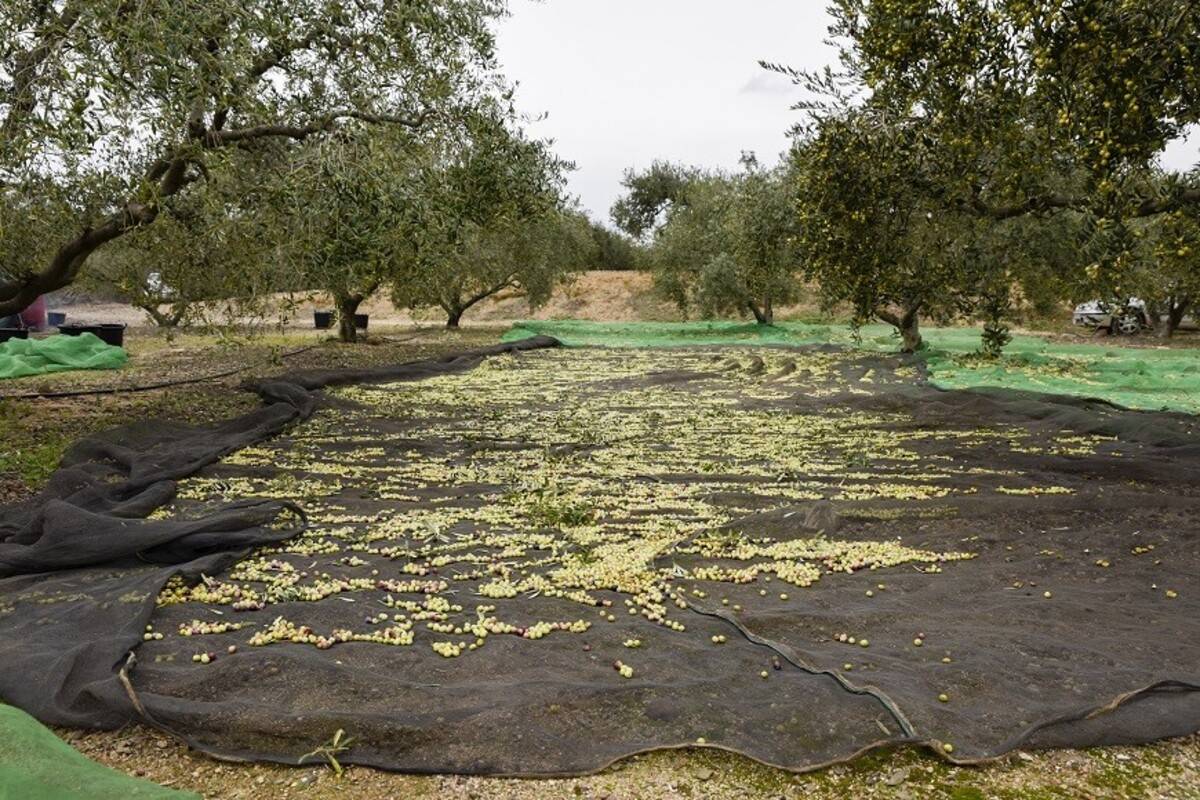 La producció d’oli caurà un 60% al Baix Ebre i el Montsià, segons la FCAC
