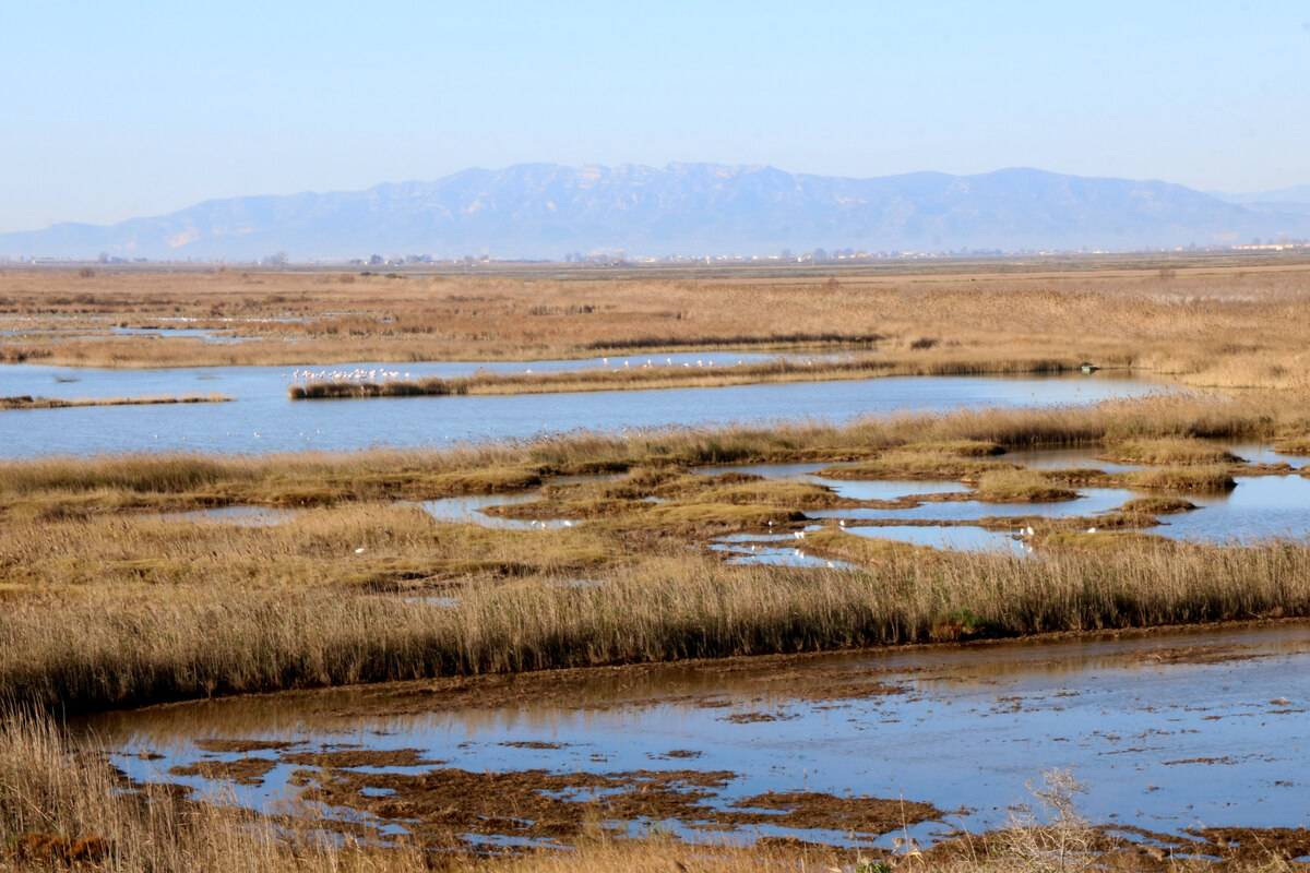 Els ecologistes exigeixen aturar la caça d’aus amenaçades al delta de l’Ebre