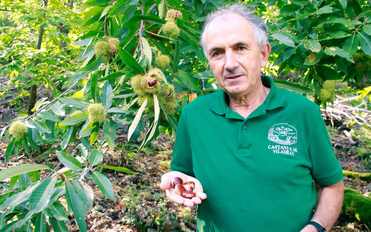 Les pluges i la baixada de temperatures, claus per a una bona campanya de la castanya de Viladrau