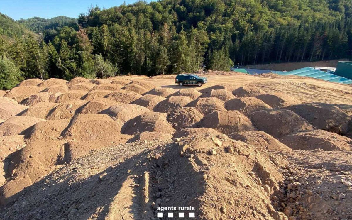 Els Agents Rurals denuncien la tala il·legal de 200 avets en una finca forestal d'Espinelves