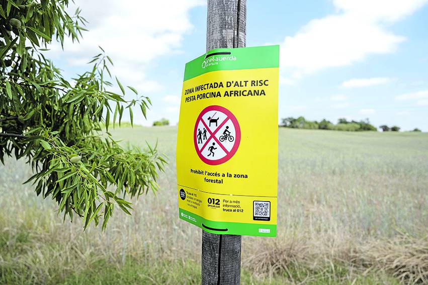 Detecten nou senglars més amb pesta porcina africana