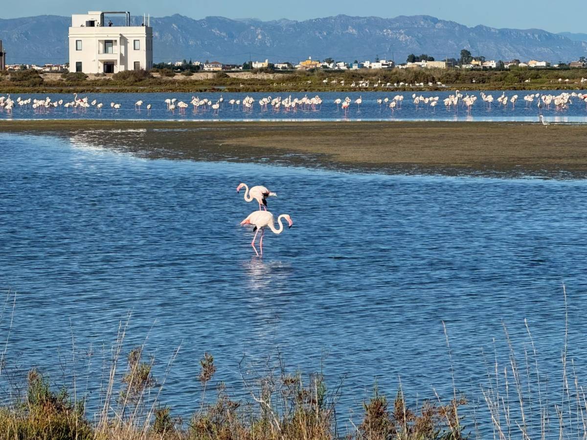 Observatori de flamencs a MónNatura Delta - A.M Observatori de flamencs a MónNatura Delta