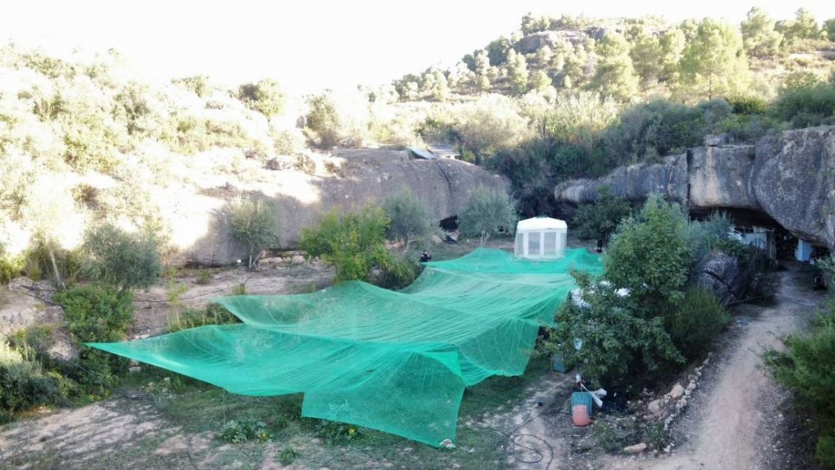 Una discussió de parella destapa una plantació de marihuana i permet detenir set persones a Bovera